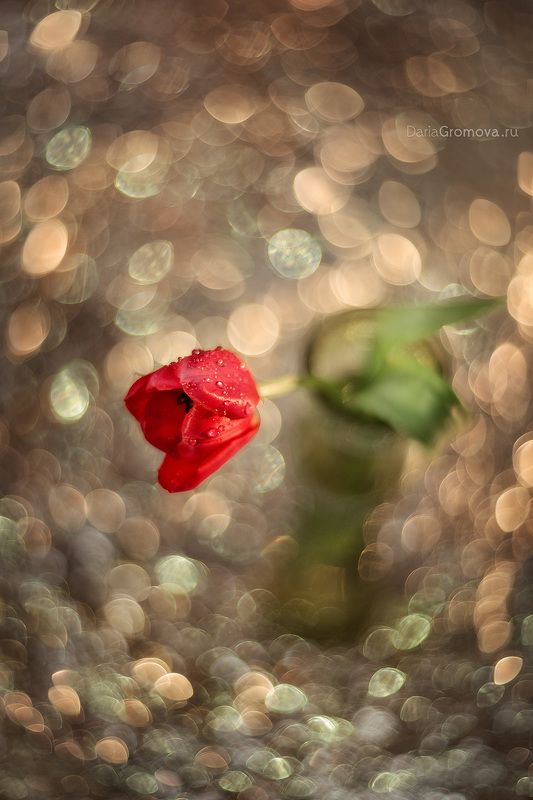 боке, ручной обьектив, мануальная оптика, фотограф, фотосессия, натюрморт, фото, блики, цветы, гелиос, макро, тюльпан Зимний тюльпанphoto preview