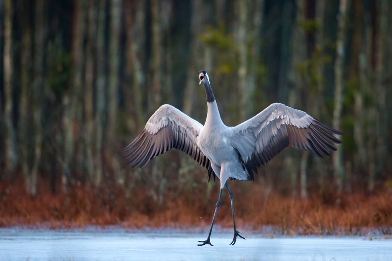 Grus grusphoto preview