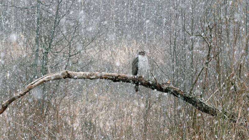 Ястреб.Снегопад. Ястребиная сказкаphoto preview
