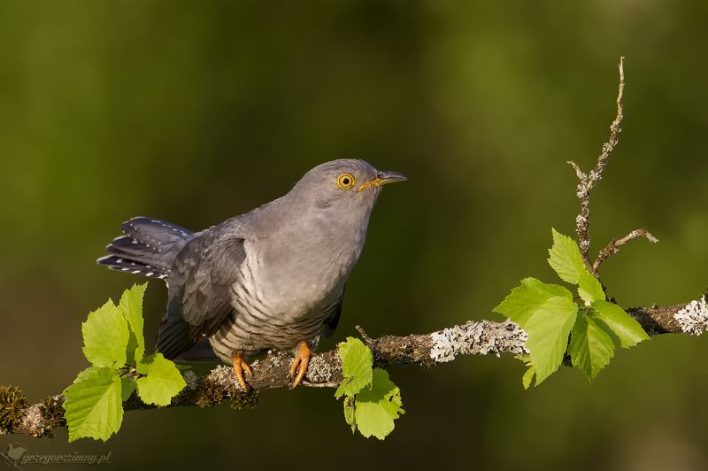 cuckoo Cuckoophoto preview