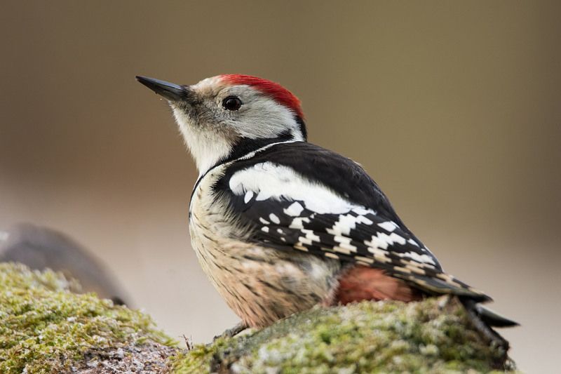 Dzięcioł średni.photo preview