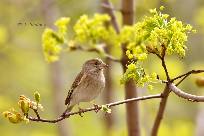 birds,carduelis chloris,european greenfinch,обыкновенная зеленушка,птица,птицы,фотоохота Цветы для зеленушкиphoto preview