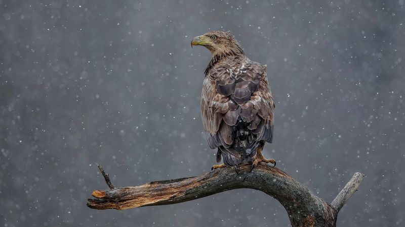 орлан, белохвост, haliaeetus, albicilla, white-tailed, eagle Весна блудницаphoto preview