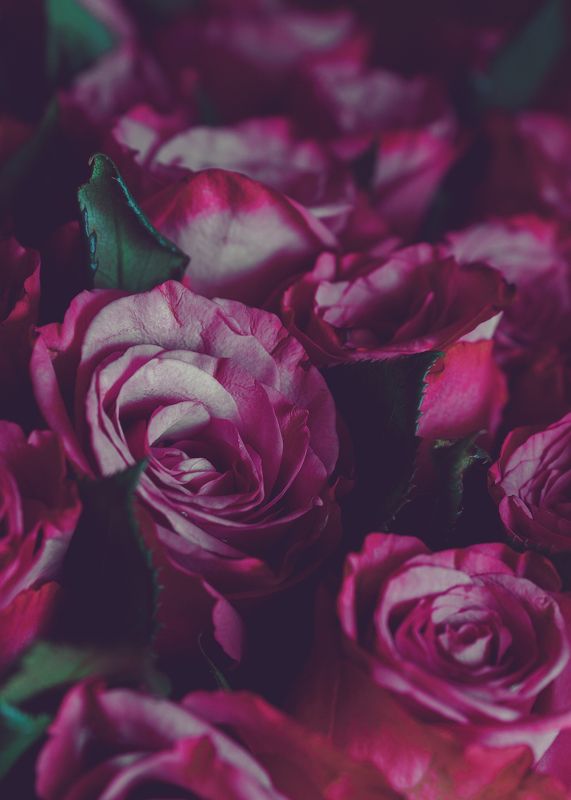 about roses фото превью