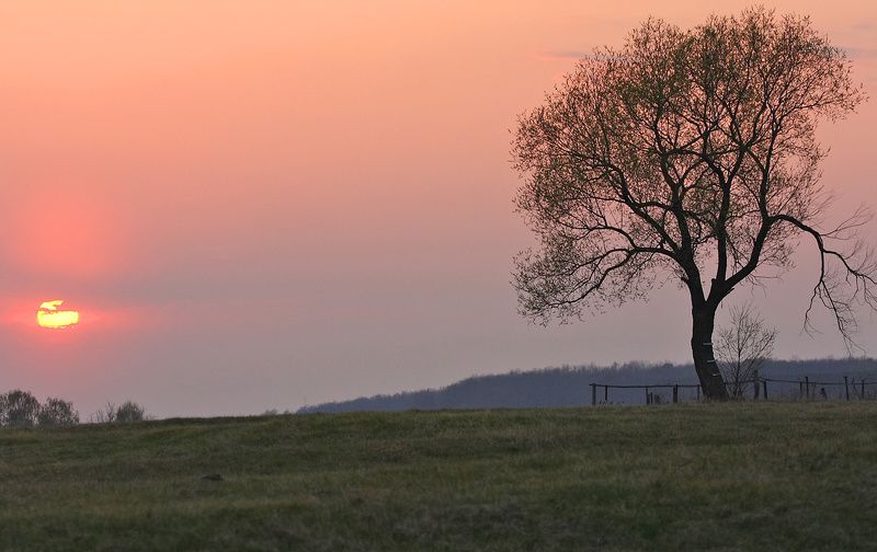 ветла закат одиночество Ветла фото превью