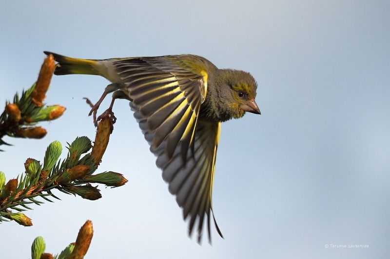 carduelis chloris,  зеленушка,  московская область, обыкновенная зеленушка, природа, птицы, птицы россии, фауна Зеленушка фото превью