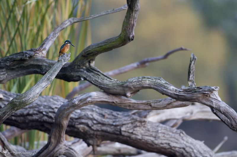 kingfisher Lord Of The Lambsphoto preview