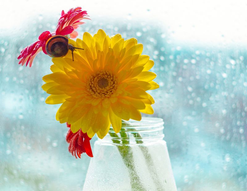 улитка, герберы, март, гелиос Весна на подоконнике))photo preview