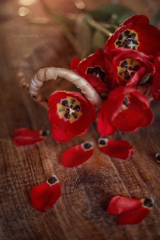 Любимые тюльпаныphoto preview