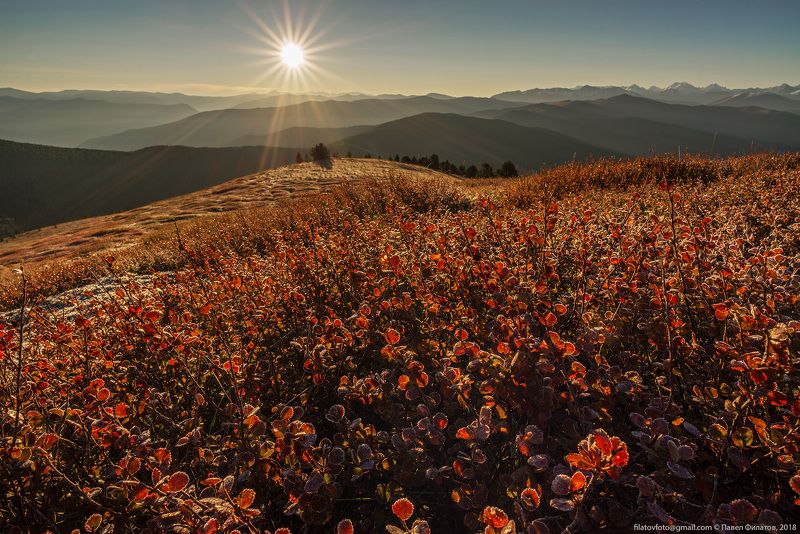 алтай, сибирь, березка, осень, солнце Начало осениphoto preview