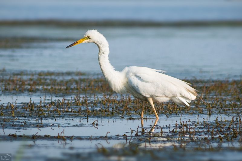 Ardea alba, bird, birds, nature, природа, птицы, белая цапля, birdwatcher, Great egret Great egretphoto preview