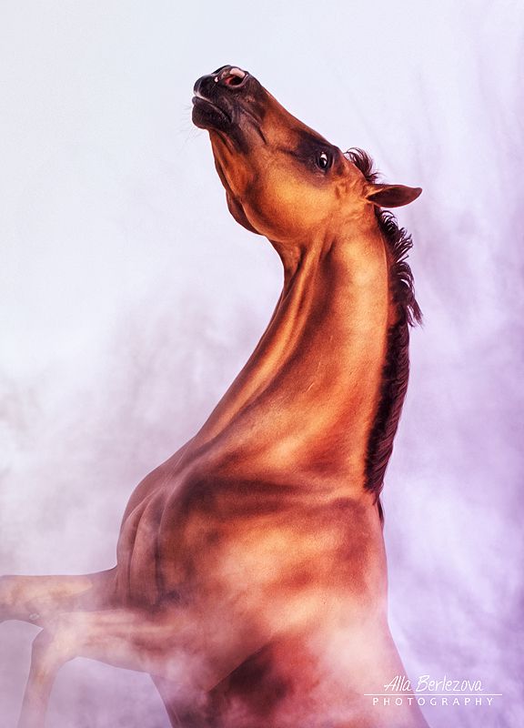 лошадь, портрет, horse, portrait Искандерphoto preview