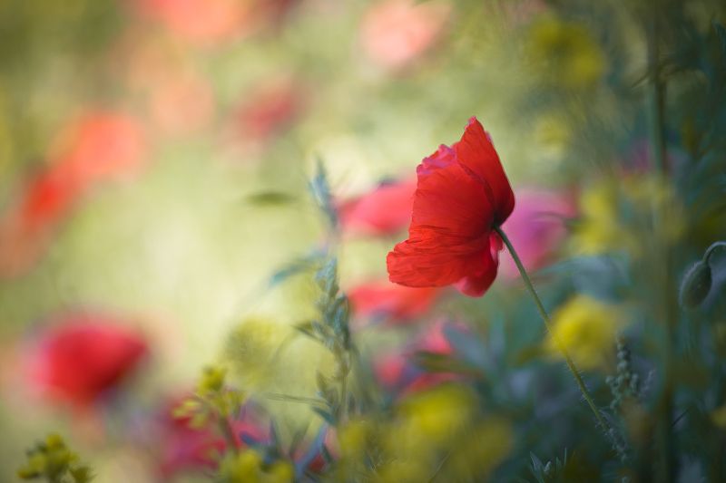 poppy, nature, summer United Colors of Junephoto preview