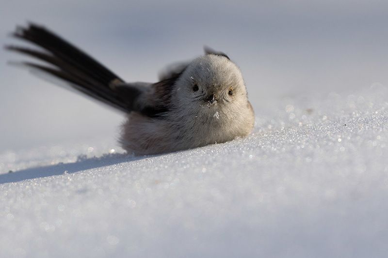 Ополоши photo preview