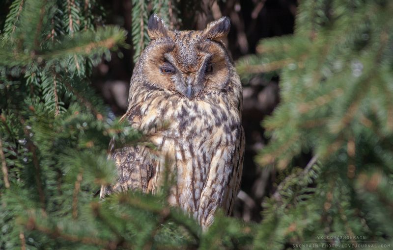 owl, wildlife, wildlife photography, анималистика, сова, ушастая сова, фотоохота, birds, nature Ушастая соваphoto preview