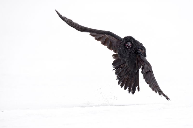 raven, черный ворон черный воронphoto preview