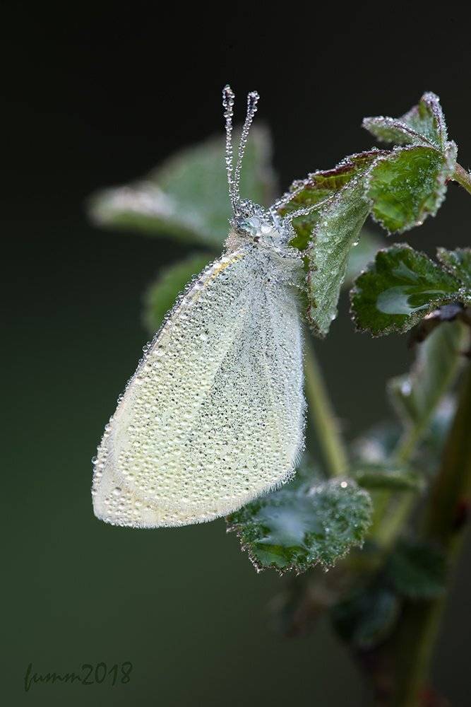 ПЛЮС ТРИ ПО ЦЕЛЬСИЮ.. Автор: Игорь ФУММ , Игорь ФУММ
