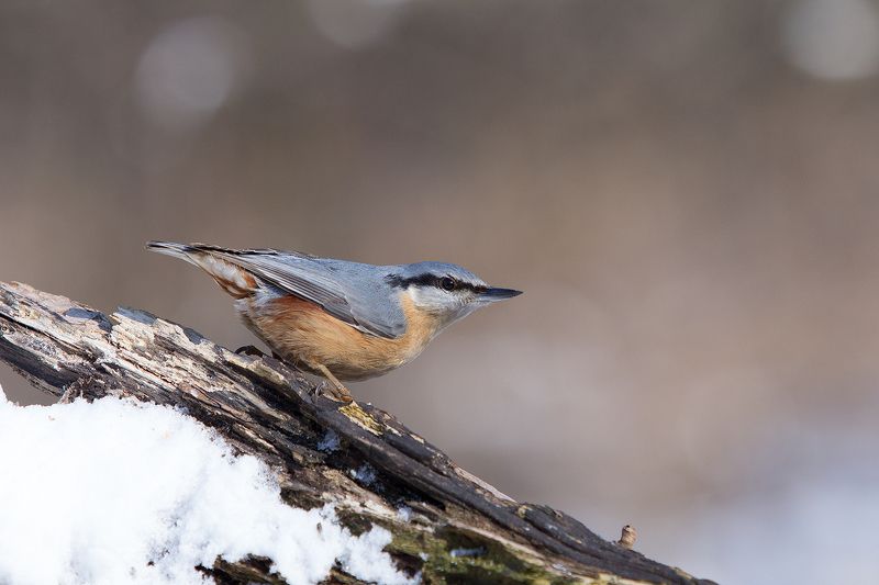 Весной зима :)photo preview