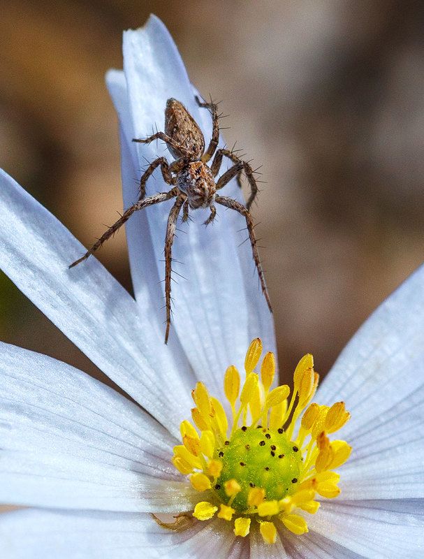 И пауки сладкое любят...photo preview