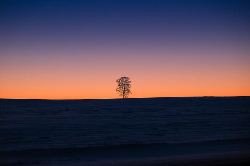 зима. рассвет. одинокое дерево предрассветные краски зимыphoto preview