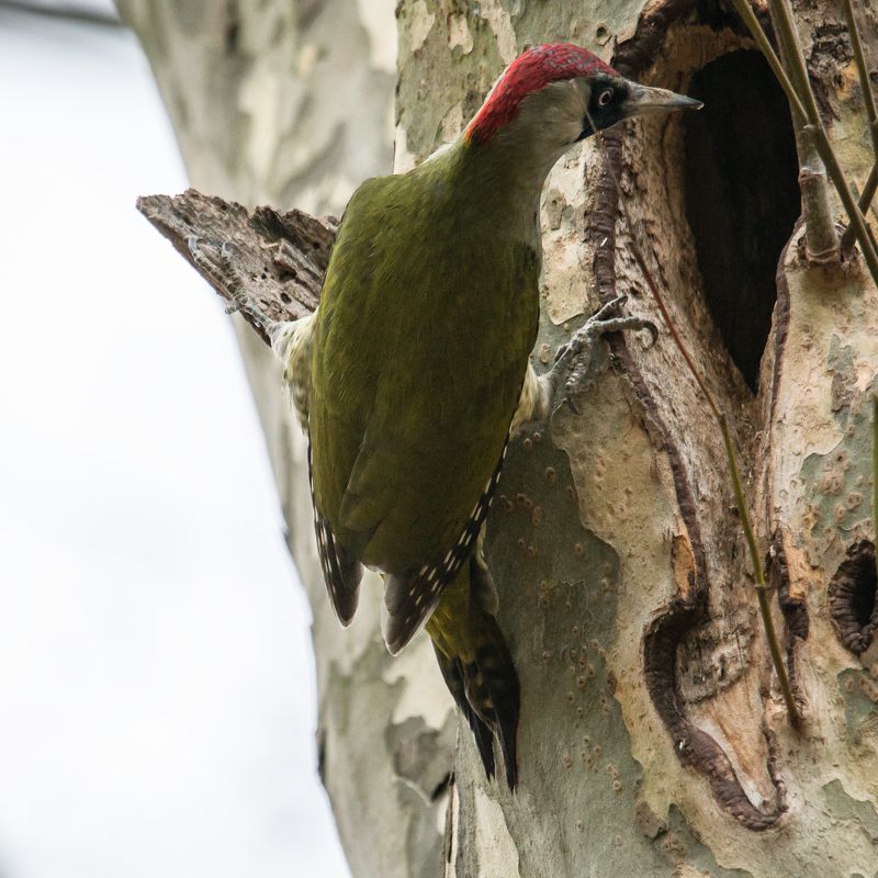 ПРО СЕМЕЙКУ ДЯТЛОВphoto preview