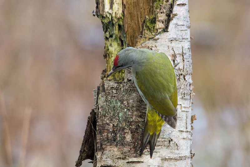 Dzięcioł zielonosiwy.photo preview