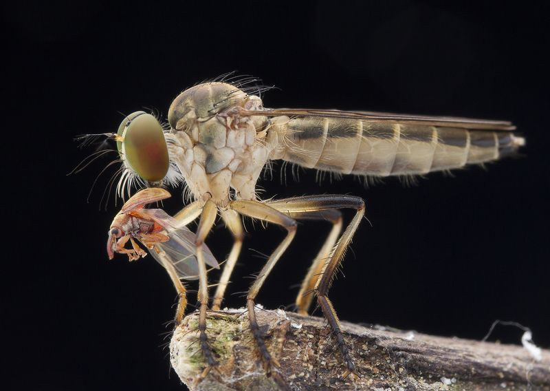 #macro#robberfly#prey#colors Robber Fly With Prey 180320Aphoto preview
