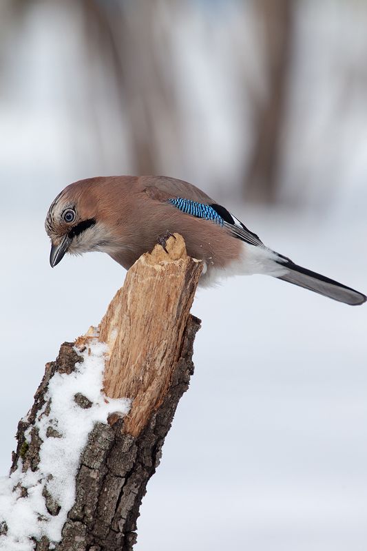 Сойкаphoto preview