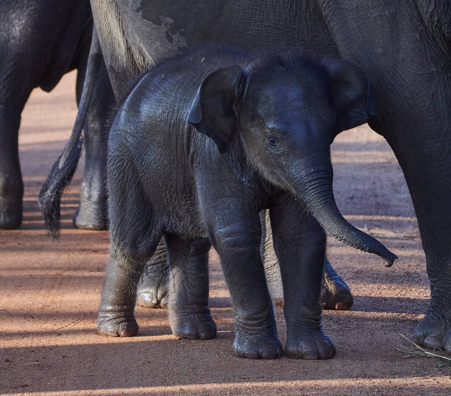 Автор: Роман Штейнбрехер , Роман Штейнбрехер