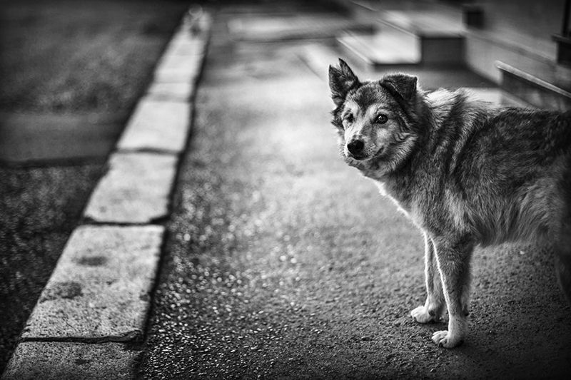 собака, dog, bw, чб Собачья жизньphoto preview