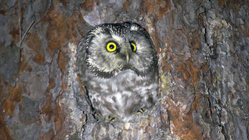 Мохноногий сычphoto preview