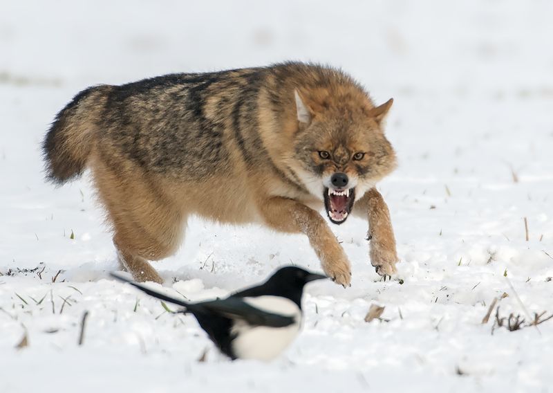 Это пять последовательных кадровphoto preview