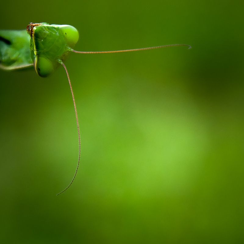 mantis, insect, nature What ?!!!photo preview