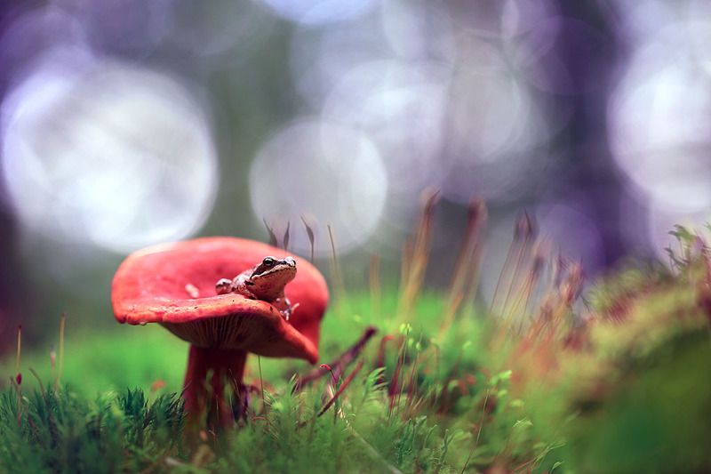 Лес,осень,гриб,лягушка,мох. Царевна лягушка.photo preview