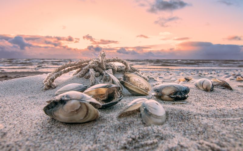 mussel,sea,sky,sunset Seashorephoto preview