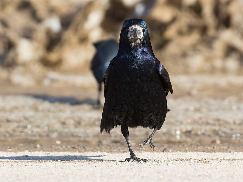 Весна наступает. Грачи прилетелиphoto preview