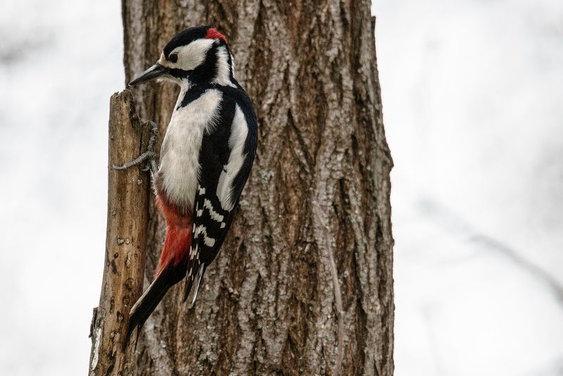 В ПОИСКАХ ЖУКАphoto preview