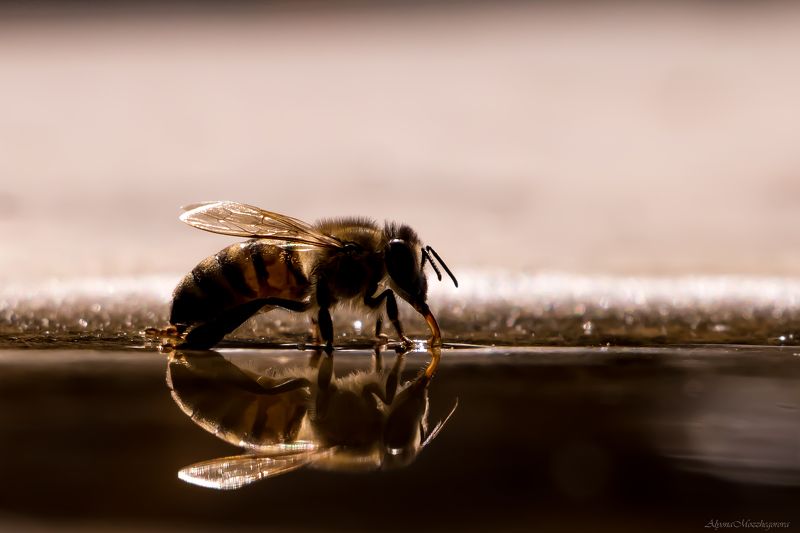 Весенний водопой...photo preview