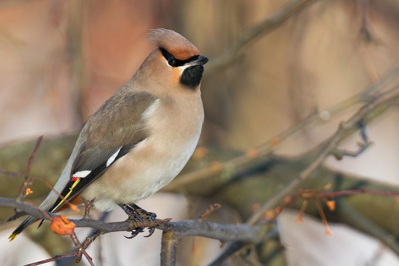 Свиристельphoto preview