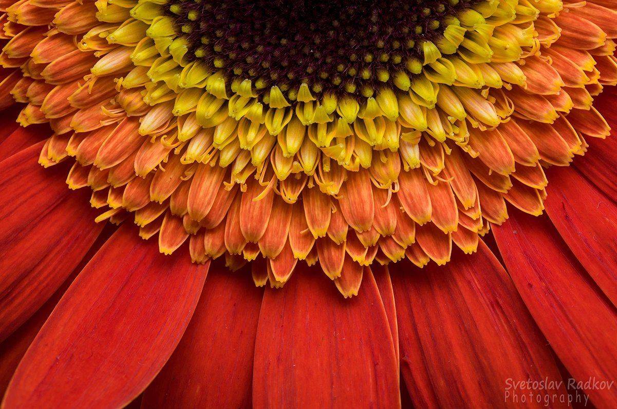 Gerber. Автор: Svetoslav Radkov , Svetoslav Radkov