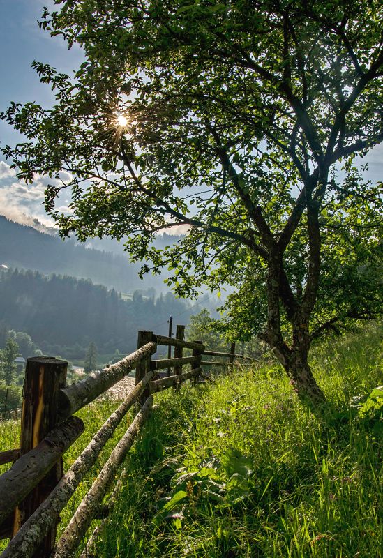 прикарпатье, дземброня, июнь, разнотравье Про июньский позитивphoto preview