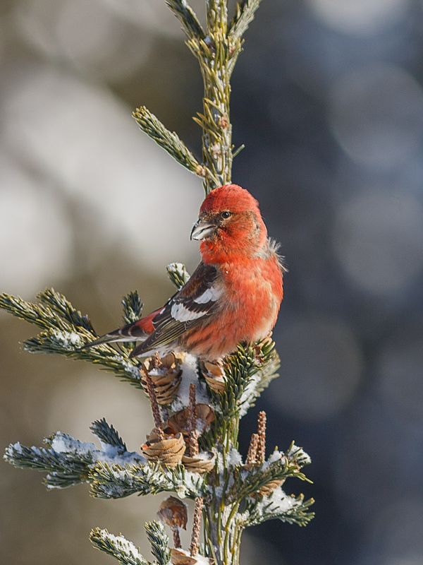птицы,север,печора,коми,анималистика,клёст,клесты,природа,фауна, photo preview