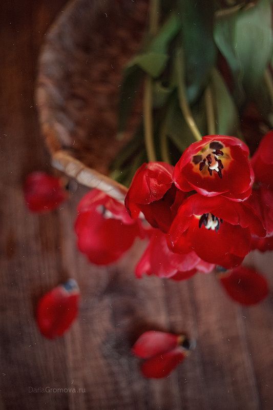 боке, ручной обьектив, мануальная оптика, фотограф, фотосессия, натюрморт, фото, блики, цветы, гелиос, макро, тюльпаны, праздник Весенние цветыphoto preview