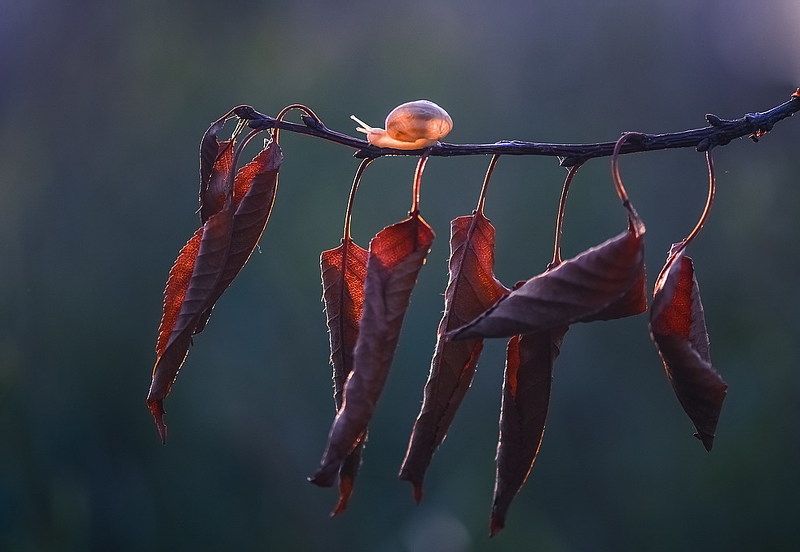 Листопад, листья грустно шелестятphoto preview