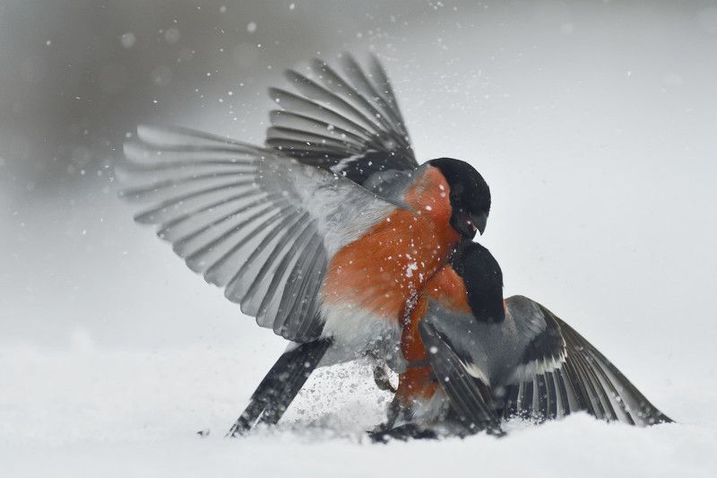 Зимние схватки фото превью