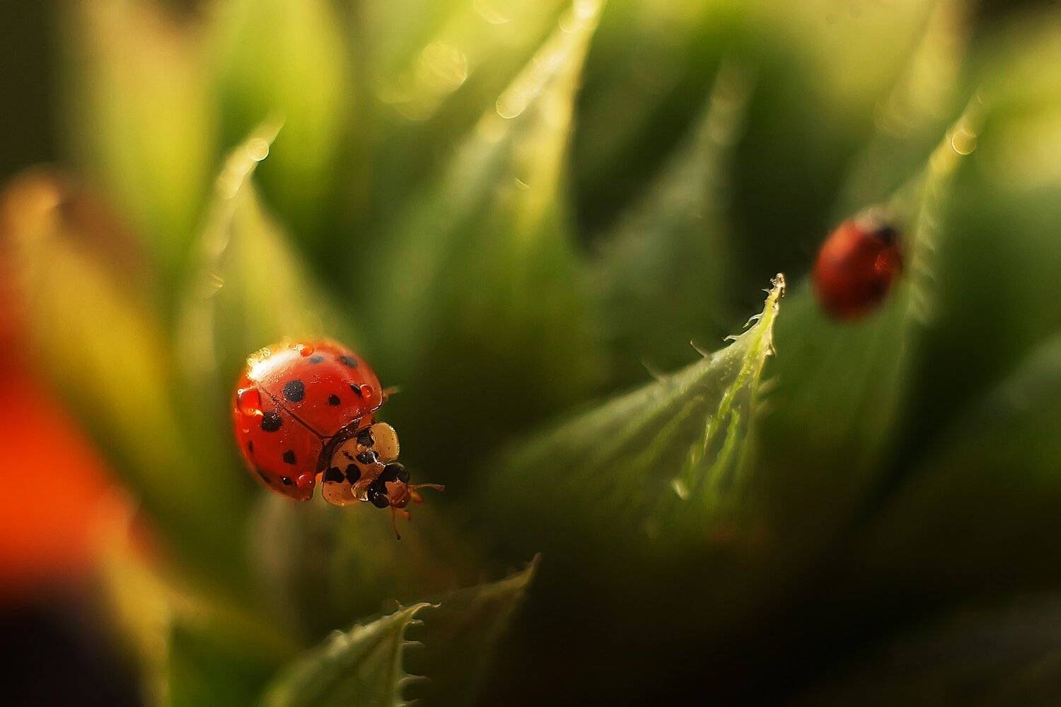 , Анастасия Колесникова