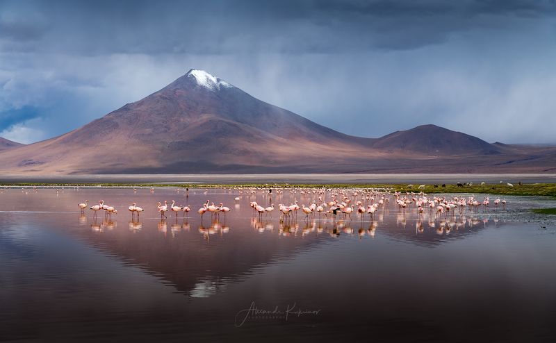 laguna colorado, боливия, фламинго Тайны Laguna Colorado...photo preview