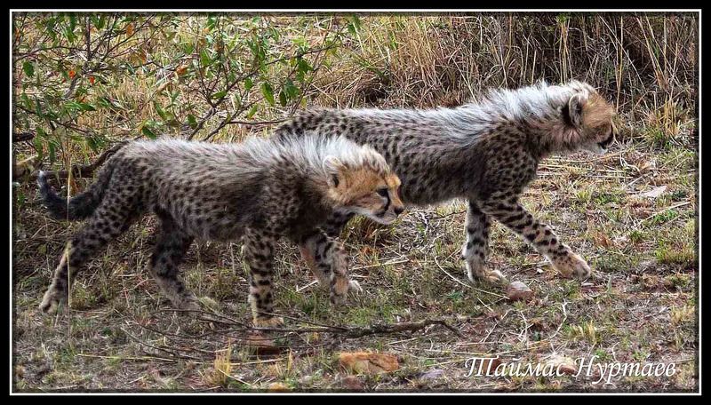 дети ДЕТИ   САВАННЫphoto preview