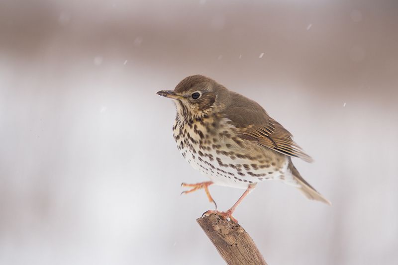 Весна...Ну замерзну !photo preview