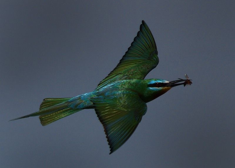 Зелёная щуркаphoto preview